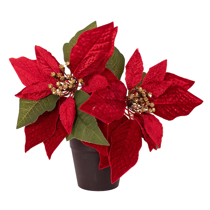 2 Red Poinsettia in Pot 25cm - Image 2