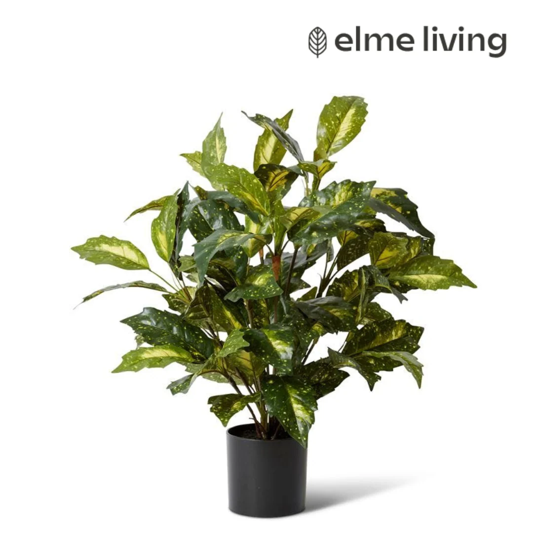 Acuba Bush Potted Yellow/Green 52x52x64cm