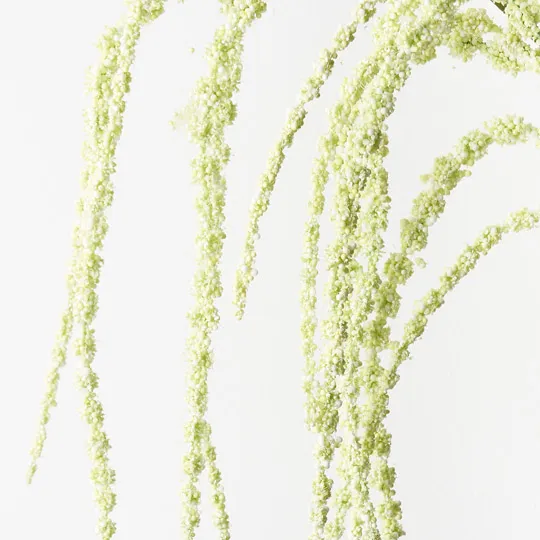 Amaranthus Spray Cream Green 127cml - Image 2