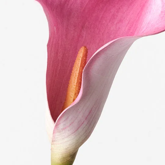 Calla Lily Fuschia 61cml - Image 2