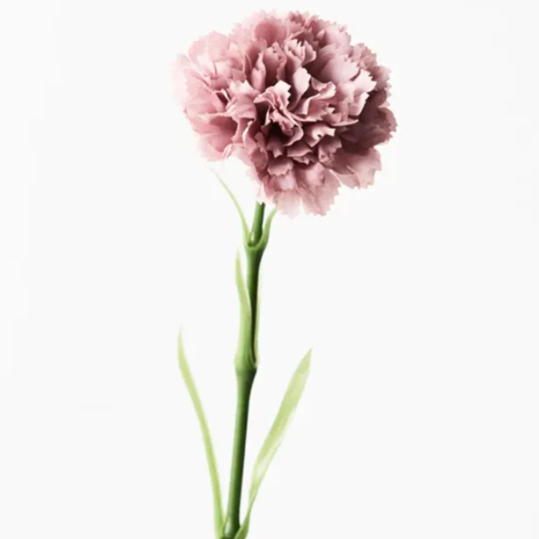 Carnation Dusty Pink 47cml
