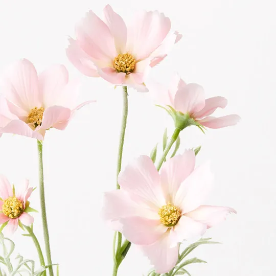Cosmos Spray Light Pink 62cml - Image 2