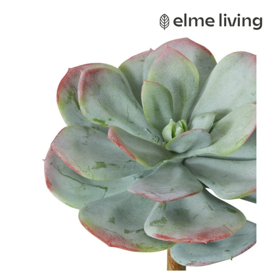 Echeveria Prince Stem Green/Red 16x16x23cm - Image 2