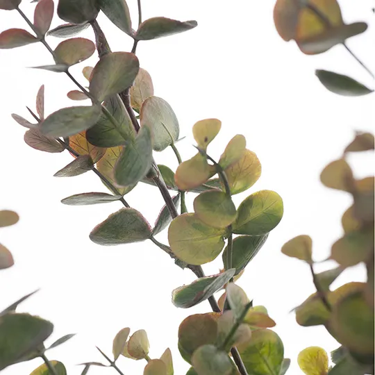 Eucalyptus Bush Olive Green 60cml - Image 2