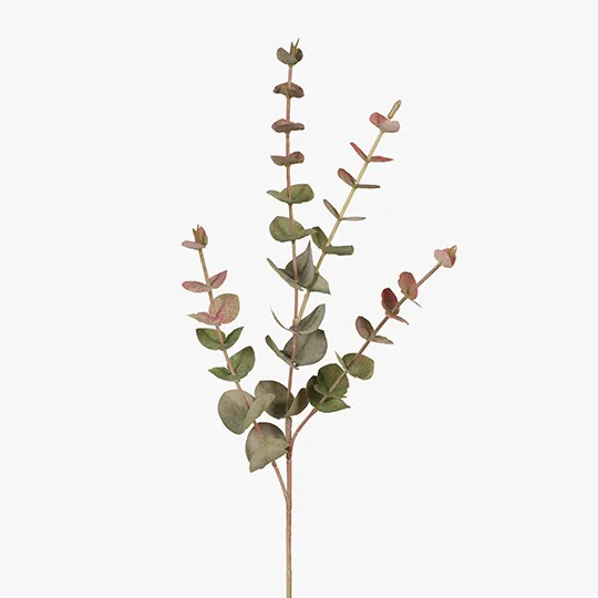 Eucalyptus Silver Dollar Grey Red 60cml