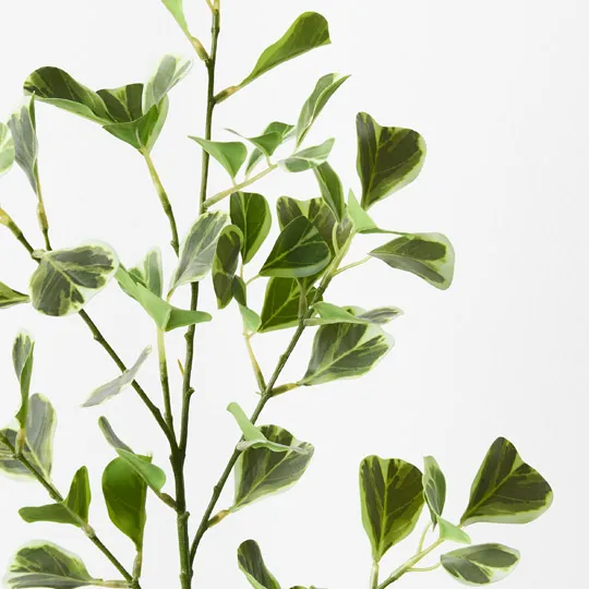 Ficus Triangle Spray Variegated 78cml - Image 2
