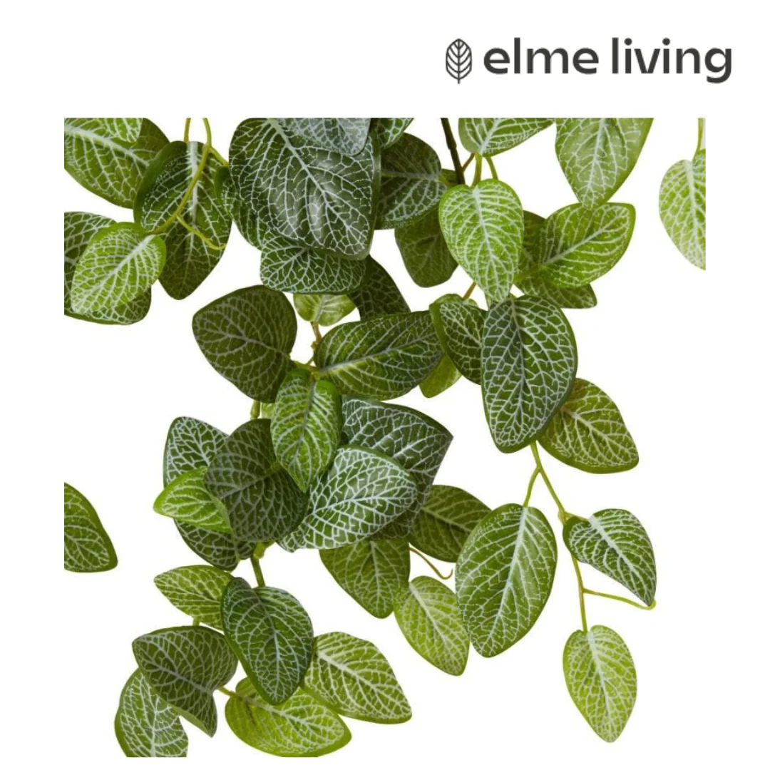 Fittonia Hanging Plant Variegated 35x30x75cm - Image 2