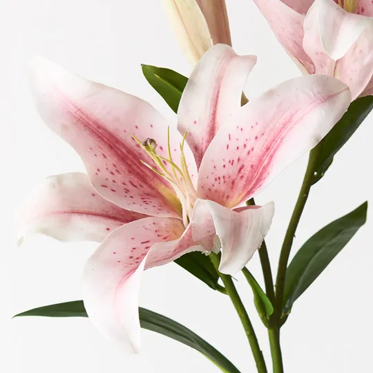 Lily Asiatic Light Pink 87cml - Image 2