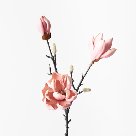 Magnolia Japanese Spray Pink 79cml