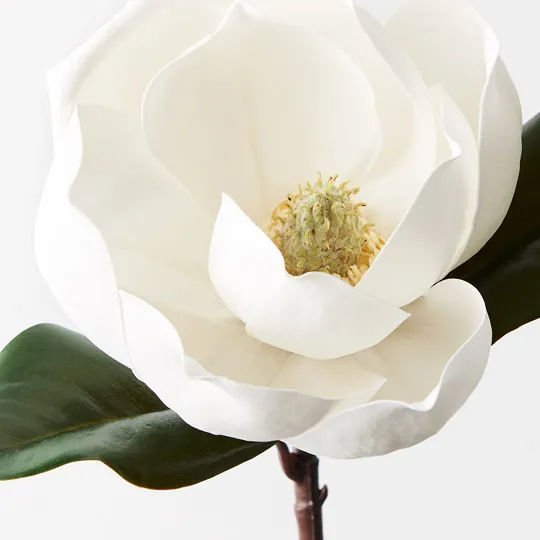 Magnolia White 35cml - Image 2