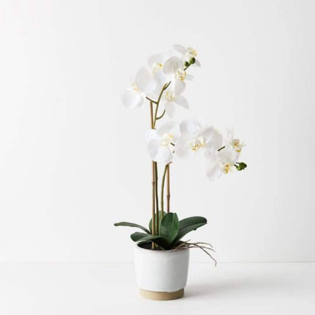 Orchid Phalaenopsis in Nele Pot White 55cmh