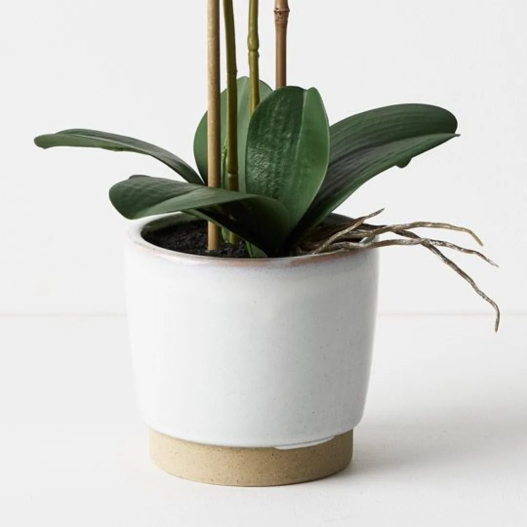 Orchid Phalaenopsis in Nele Pot White 55cmh - Image 2