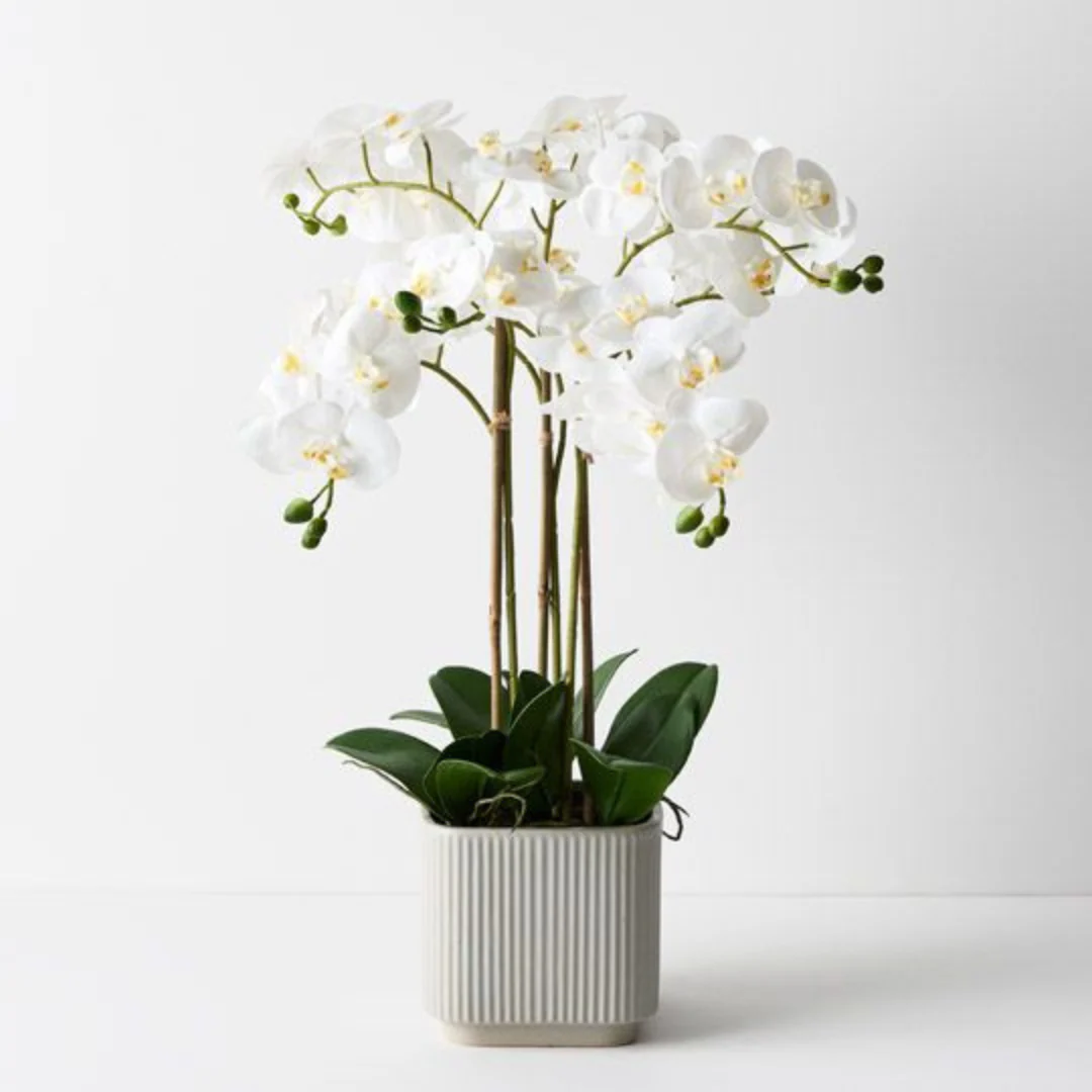 Orchid Phalaenopsis in Silo Pot White 63cmh