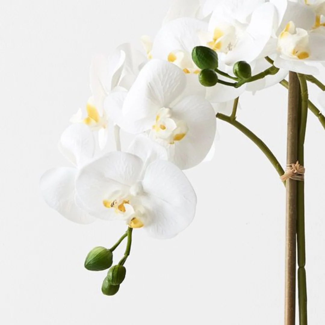 Orchid Phalaenopsis in Silo Pot White 63cmh - Image 3