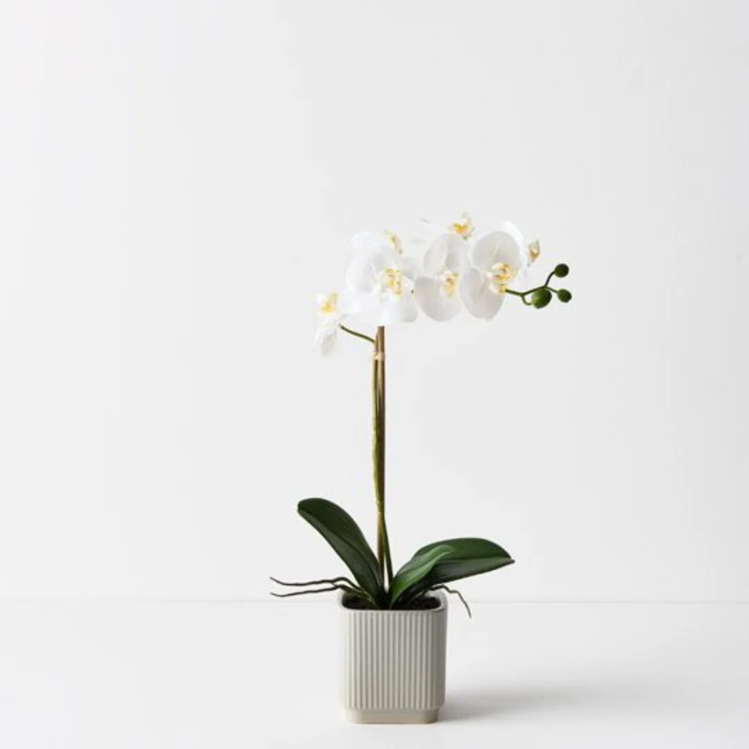 Orchid Phalaenopsis in Silo Pot White 45cmh
