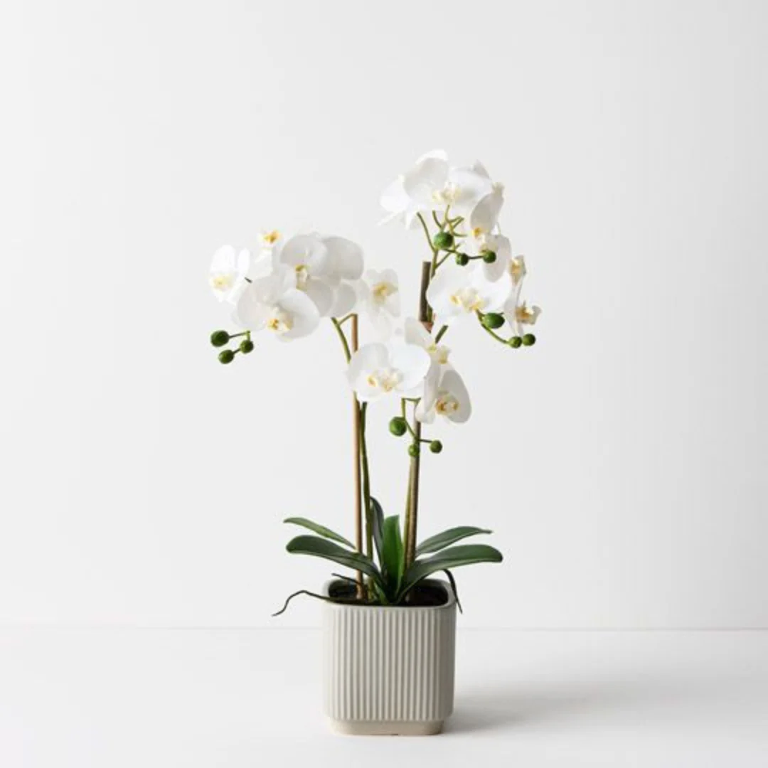 Orchid Phalaenopsis in Silo Pot White 53cmh