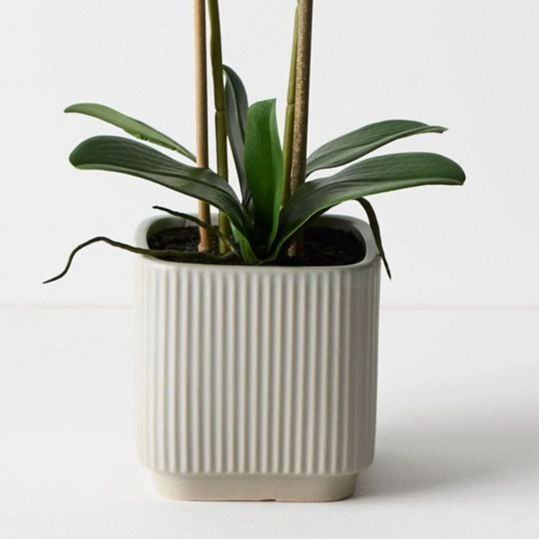 Orchid Phalaenopsis in Silo Pot White 53cmh - Image 2
