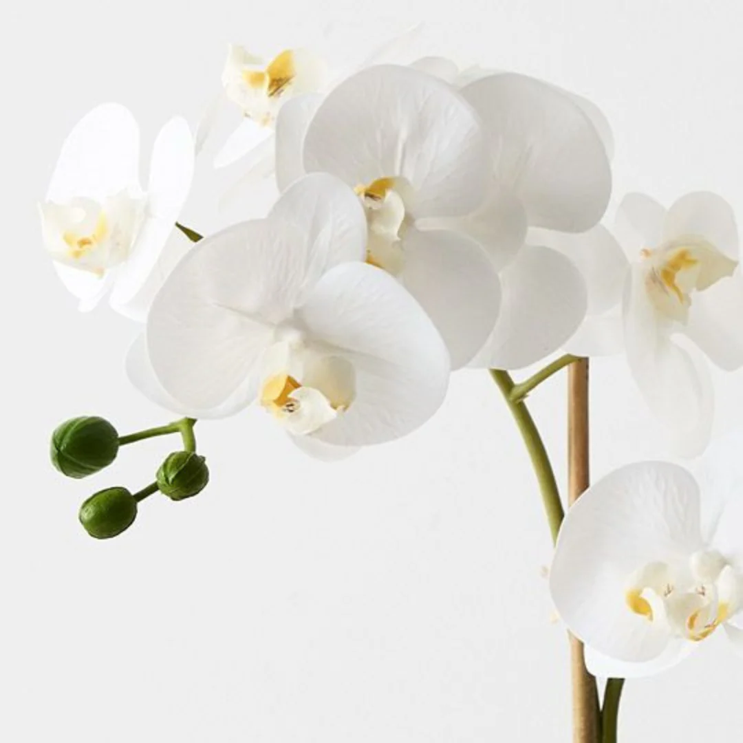 Orchid Phalaenopsis in Silo Pot White 53cmh - Image 3
