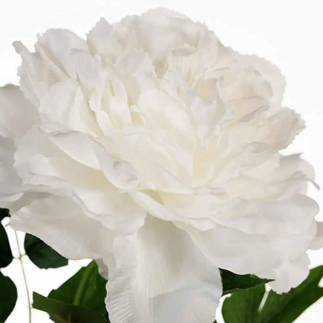 Peony White 61cml - Image 2