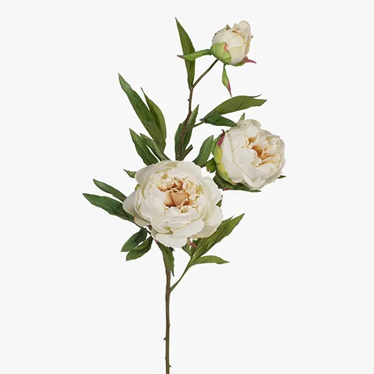 Peony x3 Cream 74cml