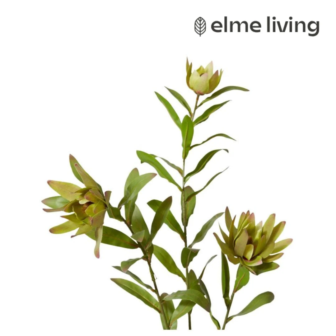 Protea Orientale Spray Green 42x16x99cm - Image 2