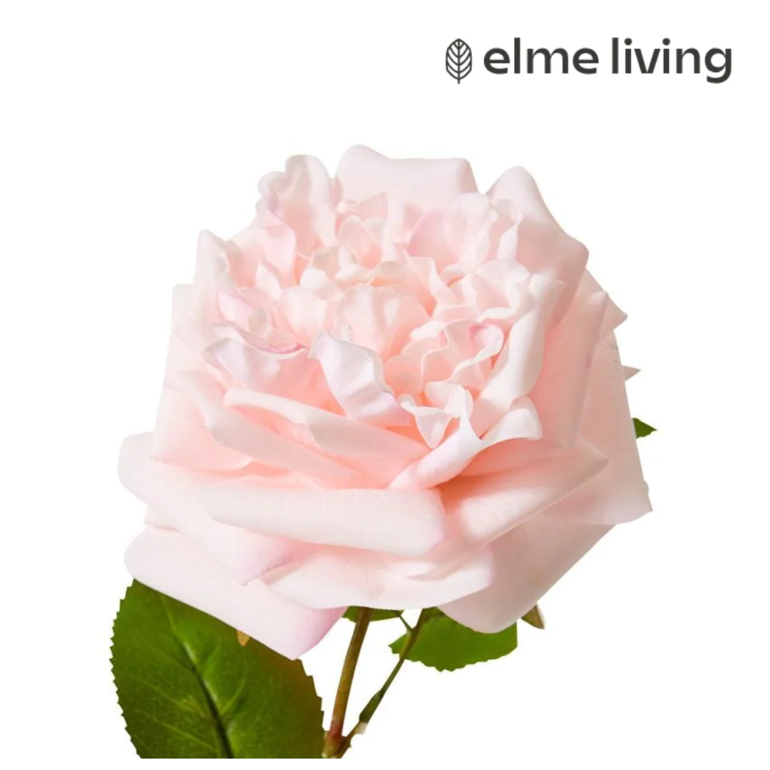 Rose Austin Stem (RT) Soft Pink 22x14x66cm - Image 2