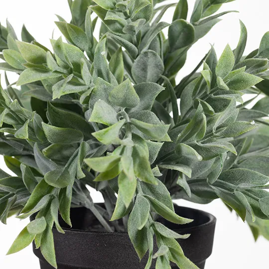 Ruscus Bush in Pot Grey Green 24cmw x 25cmh - Image 2