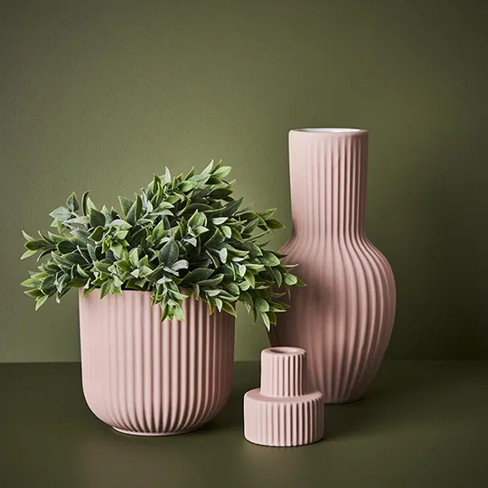 Ruscus Bush in Pot Grey Green 24cmw x 25cmh - Image 3