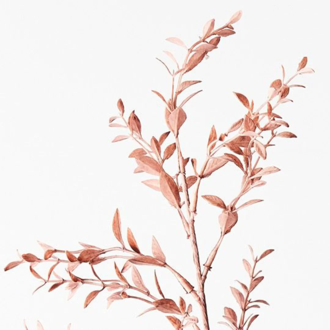 Ruscus Spray Dusty Pink 73cml - Image 2