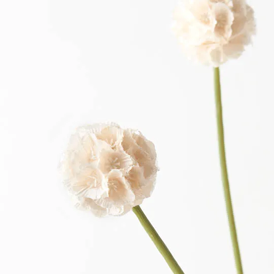 Scabiosa Stellata Spray Cream 61cml - Image 2