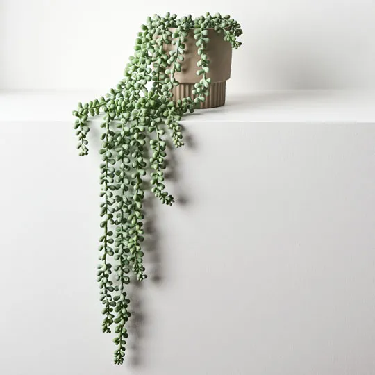 String of Pearls in Pot Grey Green 70cml - Image 2