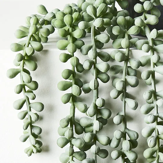 String of Pearls in Pot Grey Green 70cml - Image 3