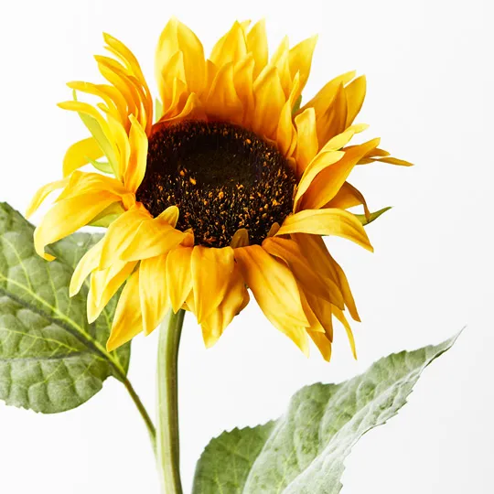 Sunflower Yellow 61cml - Image 2