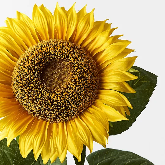 Sunflower Yellow 82cml - Image 2