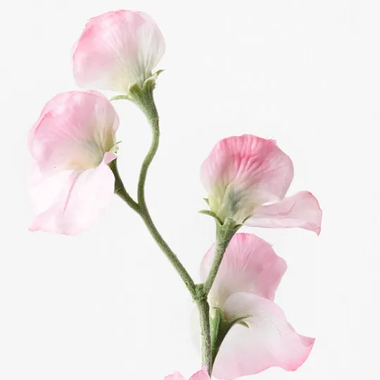 Sweetpea Spray Pink White 64cml - Image 2