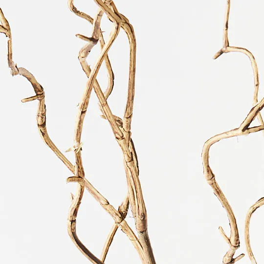 Twig Curly Willow Sp... Sand 100cml - Image 2
