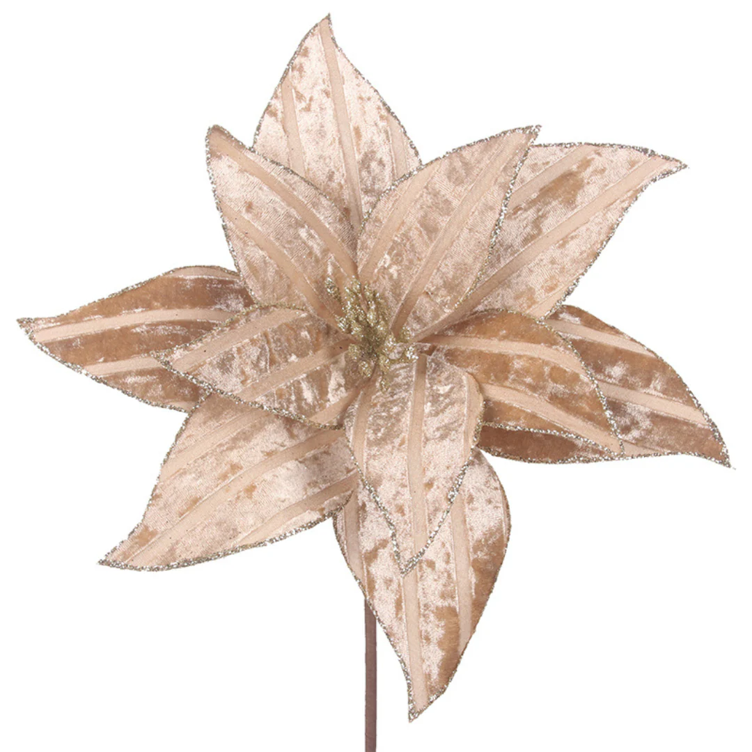 Velour Poinsettia 31cmD with 50cm Stem 11 Petals Champagne - Image 2