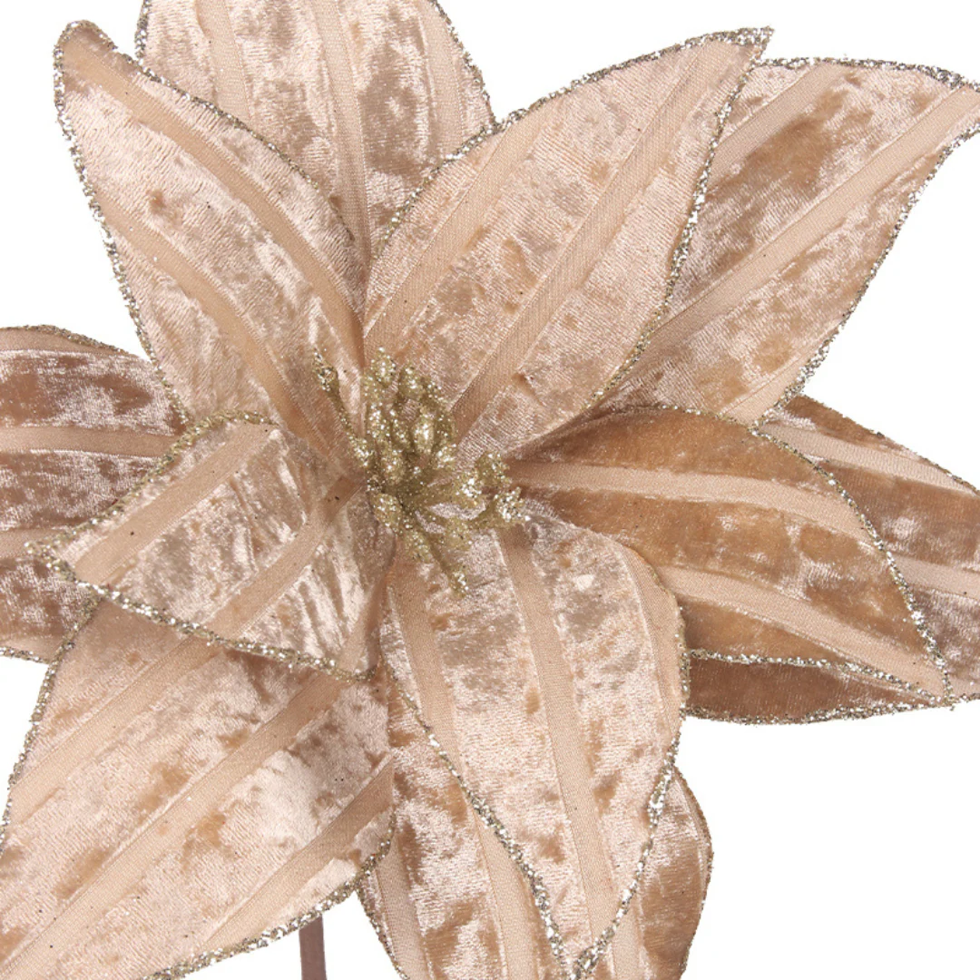 Velour Poinsettia 31cmD with 50cm Stem 11 Petals Champagne - Image 3